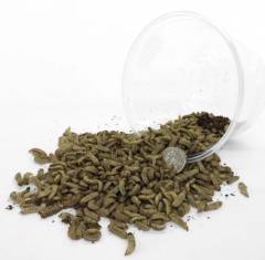 Calcium Worms (Black Soldier Fly Larvae)