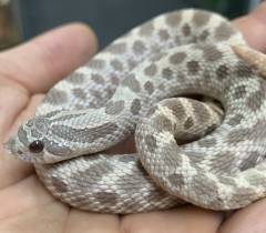 Sub Adult Lavender Western Hognose Snakes
