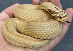 Adult Painted Stripe Super Anaconda Western Hognose Snakes