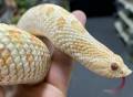 Adult Albino Western Hognose Snakes