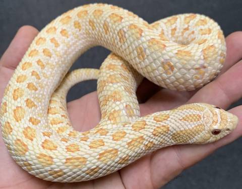 Adult Albino Western Hognose Snakes