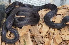 Baby African House Snakes