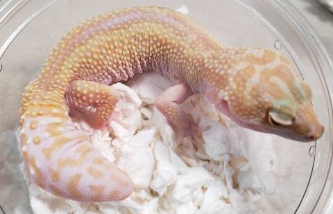 Adult Tremper Jungle Albino Leopard Geckos w/regrown tails