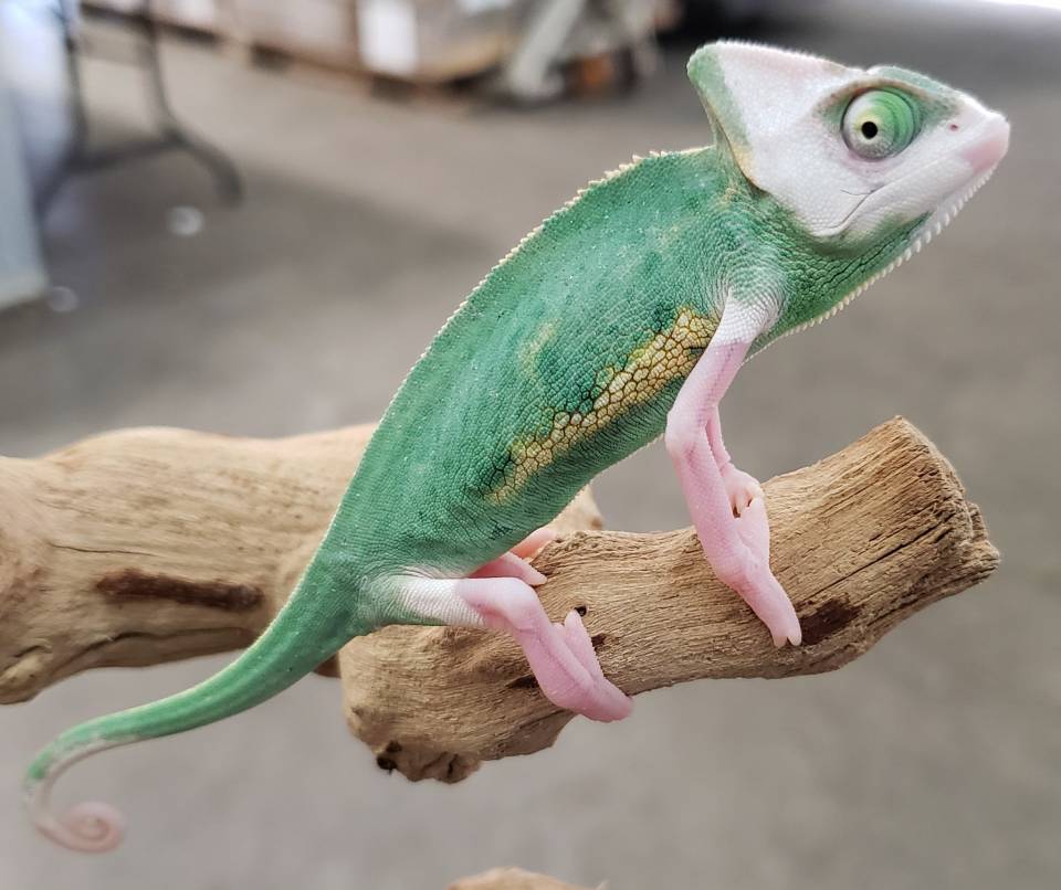 Small High White Piebald Veiled Chameleons For Sale,Pork Temperature When Cooked