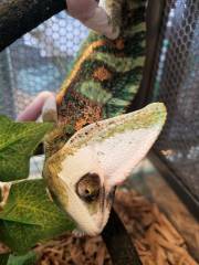 Adult Male Piebald Veiled Chameleons