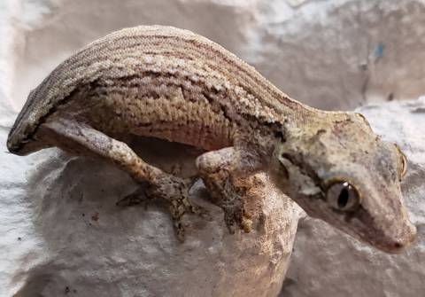 Small Gargoyle Geckos w/stub tails