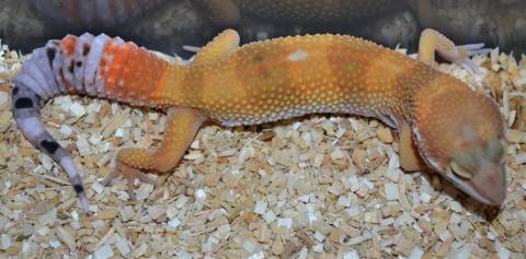 Sub Adult Hypo Carrot Tail Leopard Geckos