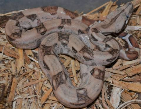 Baby Hypo Sonoran Boa Het Blood, Leopard & Anery