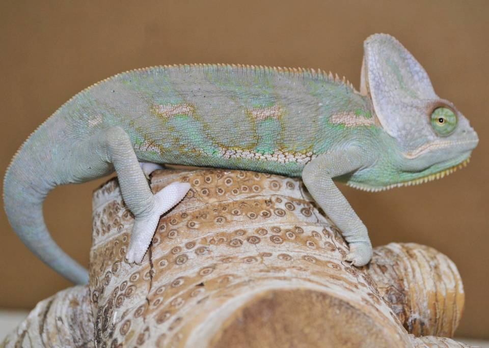 Veiled Chameleon Adult