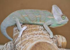 Adult Low White Piebald Veiled Chameleons