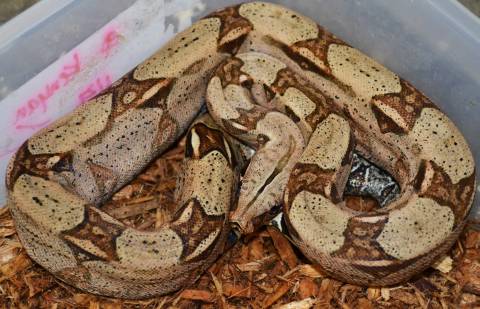 Medium Peruvian x Colombian Boas