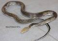 Large Piebald Reticulated Pythons