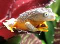 Peruvian Fringed Leaf Frogs