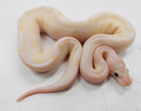 Baby Crystal Spider Russo Ball Pythons