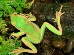 Golden Bell Frogs