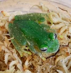 Powdered Glass Frogs
