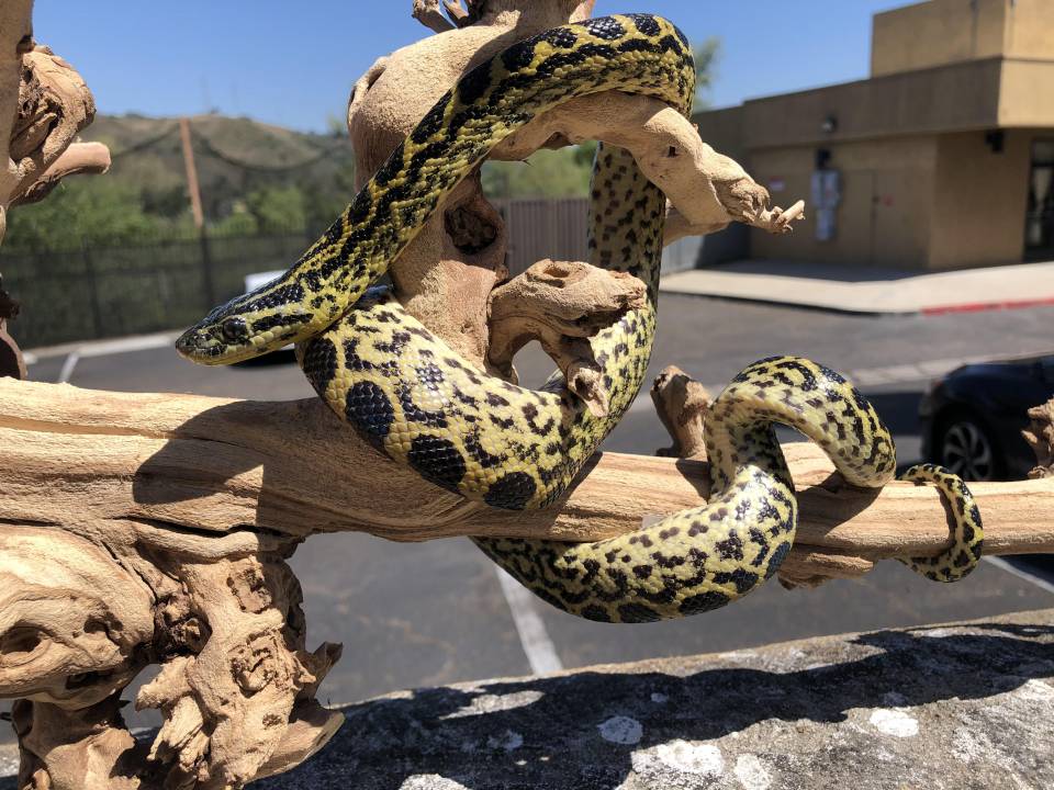 Small Yellow Anacondas For Sale