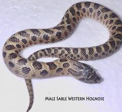 Baby Male Sable Western Hognose Snakes
