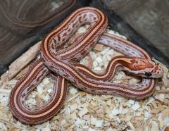Baby Hypo Tessera Cornsnakes