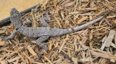Guyana Collared Lizards w/stub, regrowing tails