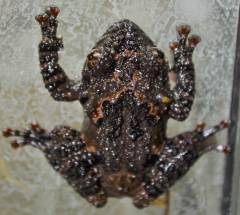 Tonkin Bug Eyed Frogs