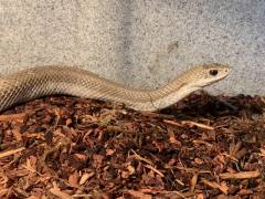 Madagascar Golden Hognose Snakes