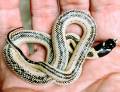 Baby High White Desert Kingsnakes