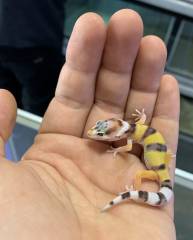 Baby White & Yellow Leopard Geckos