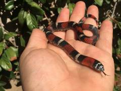 Baby Male Tri Colored Hognose Snakes
