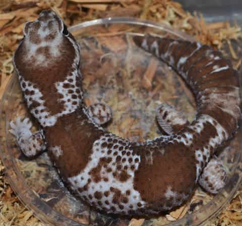 Adult Oreo African Fat Tailed Geckos