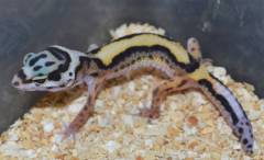 Small Bold Stripe Leopard Geckos w/regrown tails