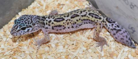 Small Jungle High Yellow Leopard Geckos w/regrown tails