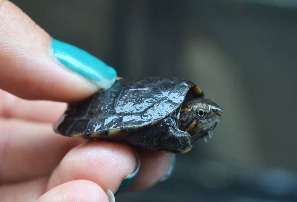 Baby Mud Turtle