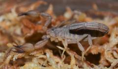 Lesser Stripetail Scorpions