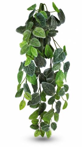 Pangea Fittonia Hanging Bush 24"