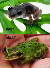 Mexican Duck-billed Tree Frogs