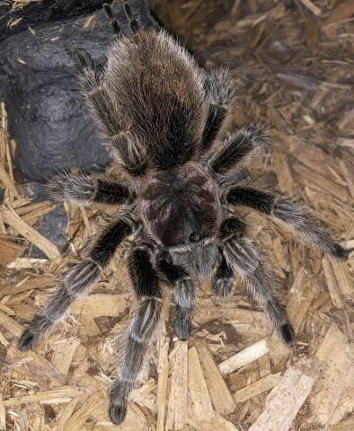 Rose Hair Tarantulas for sale