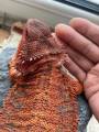 Baby Black and Red Translucent Bearded Dragons