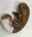 Baby Pinstripe Piebald Ball Pythons