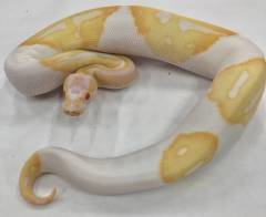 Baby Albino Piebald Ball Pythons