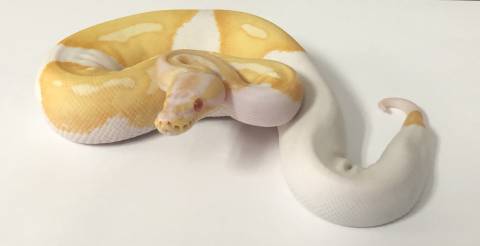 Medium Female Albino Piebald Ball Pythons