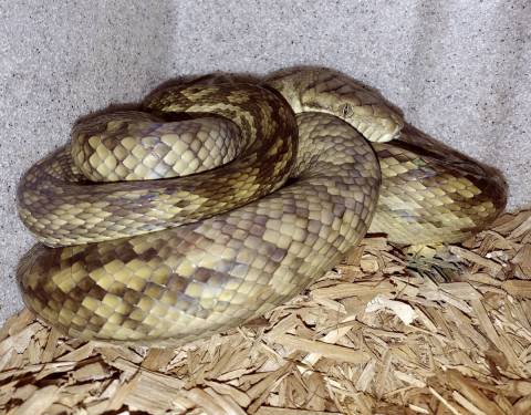 Medium Merauke Scrub Pythons for sale