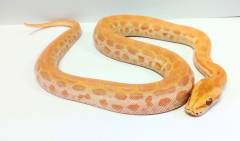 Baby Female Pearl Burmese Pythons