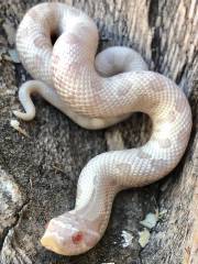 Baby Snow Anaconda Western Hognose Snakes