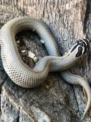 Baby Arctic Super Anaconda Western Hognose Snakes