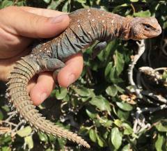 Ocellated Uromastyx