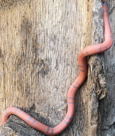 Baby Extreme Hypo Tangerine Honduran Milksnakes