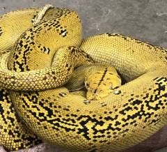 Large Golden Child Reticulated Python