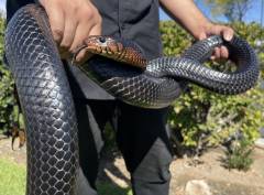 Male Eastern Indigo Snake