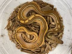 Baby Orange Ghost Stripe Reticulated Pythons (OGS)